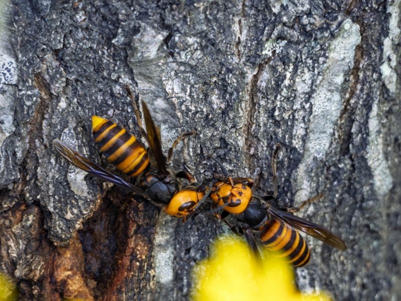 攻撃性の高いスズメバチ - 刺されると命の危険も