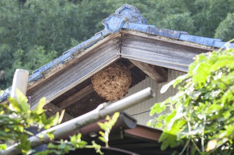建物の屋根裏に作られたハチの巣 - 建物や家屋への被害