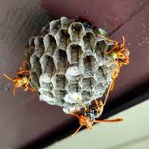 宮城県・山形県のスズメバチの巣駆除事例 - 屋根裏