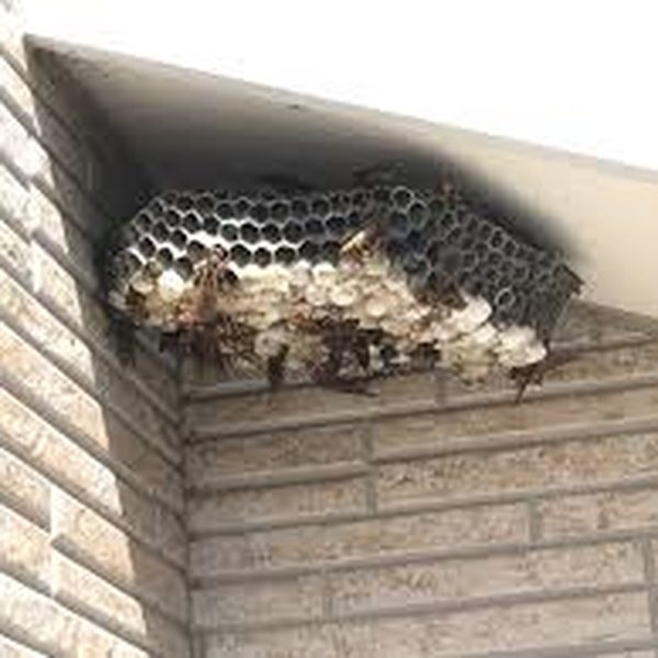 宮城県・山形県のアシナガバチの巣駆除事例 - 軒下