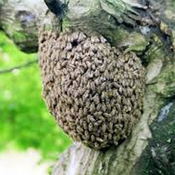 宮城県・山形県のミツバチの巣駆除事例 - 壁内