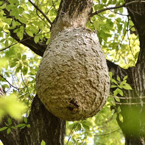 宮城県・山形県の大型スズメバチの巣駆除事例 - 庭木
